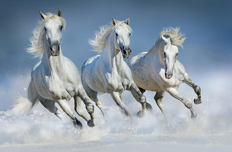 white galloping horses