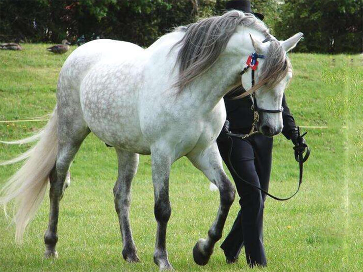 Percheron