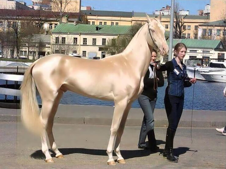 Ferghana horse