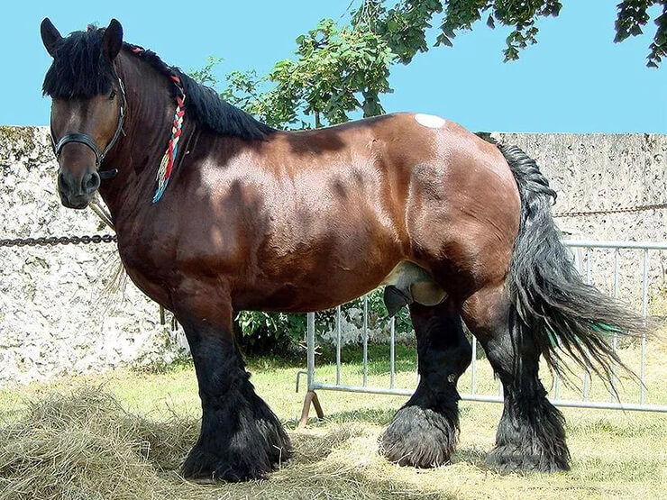 Ardenner horse
